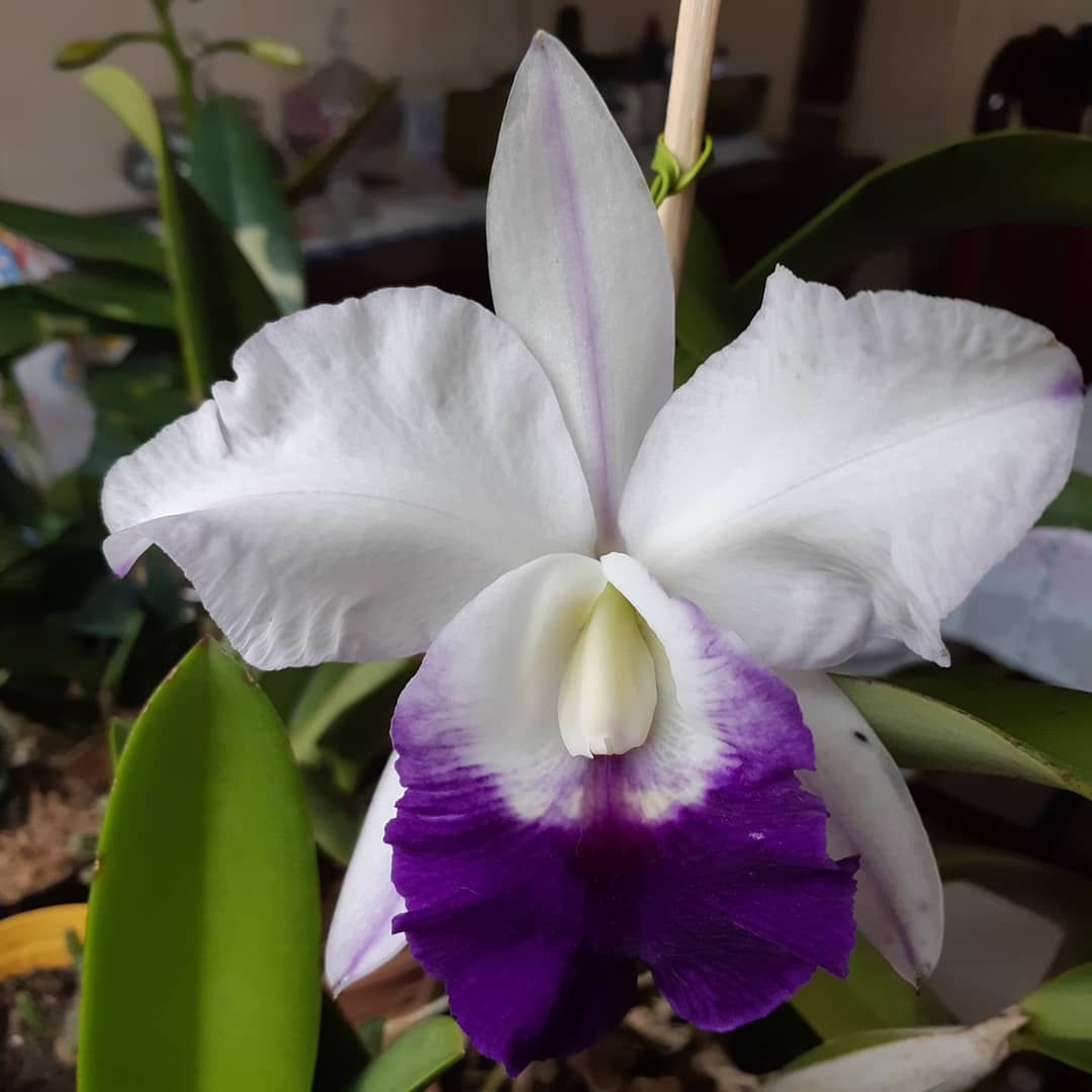Lc. Memoria Robert Strait ‘Blue Hawaii’