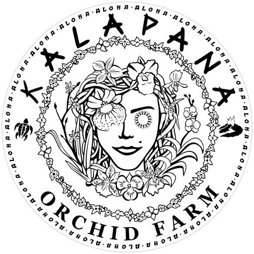 Bulb. claptonense- Blooming size – Kalapana Orchid Farm
