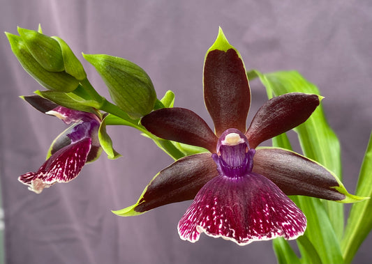 Zglm. Louisendorf 'Rhein Moonlight' x Glta. grandiflora