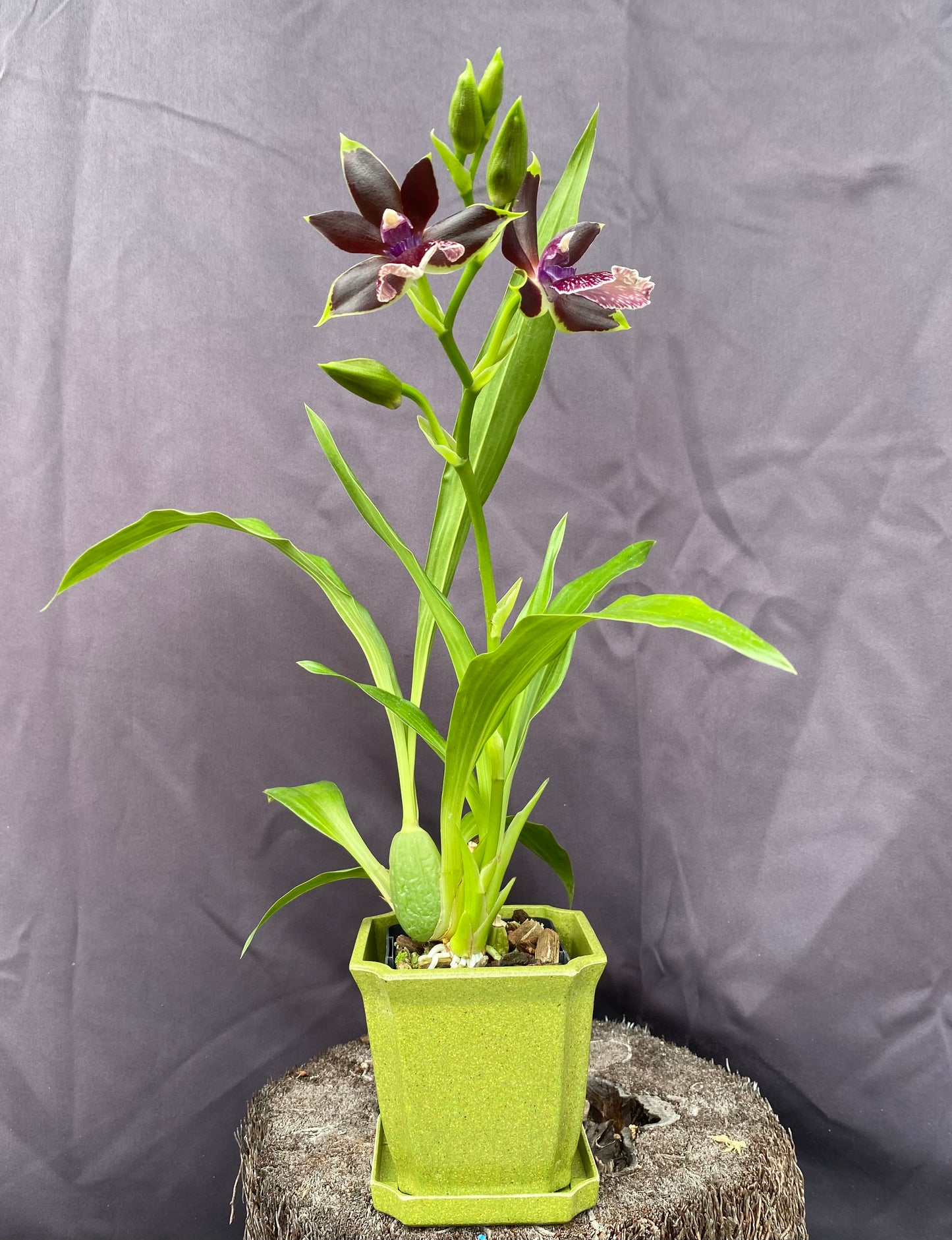 Zglm. Louisendorf 'Rhein Moonlight' x Glta. grandiflora