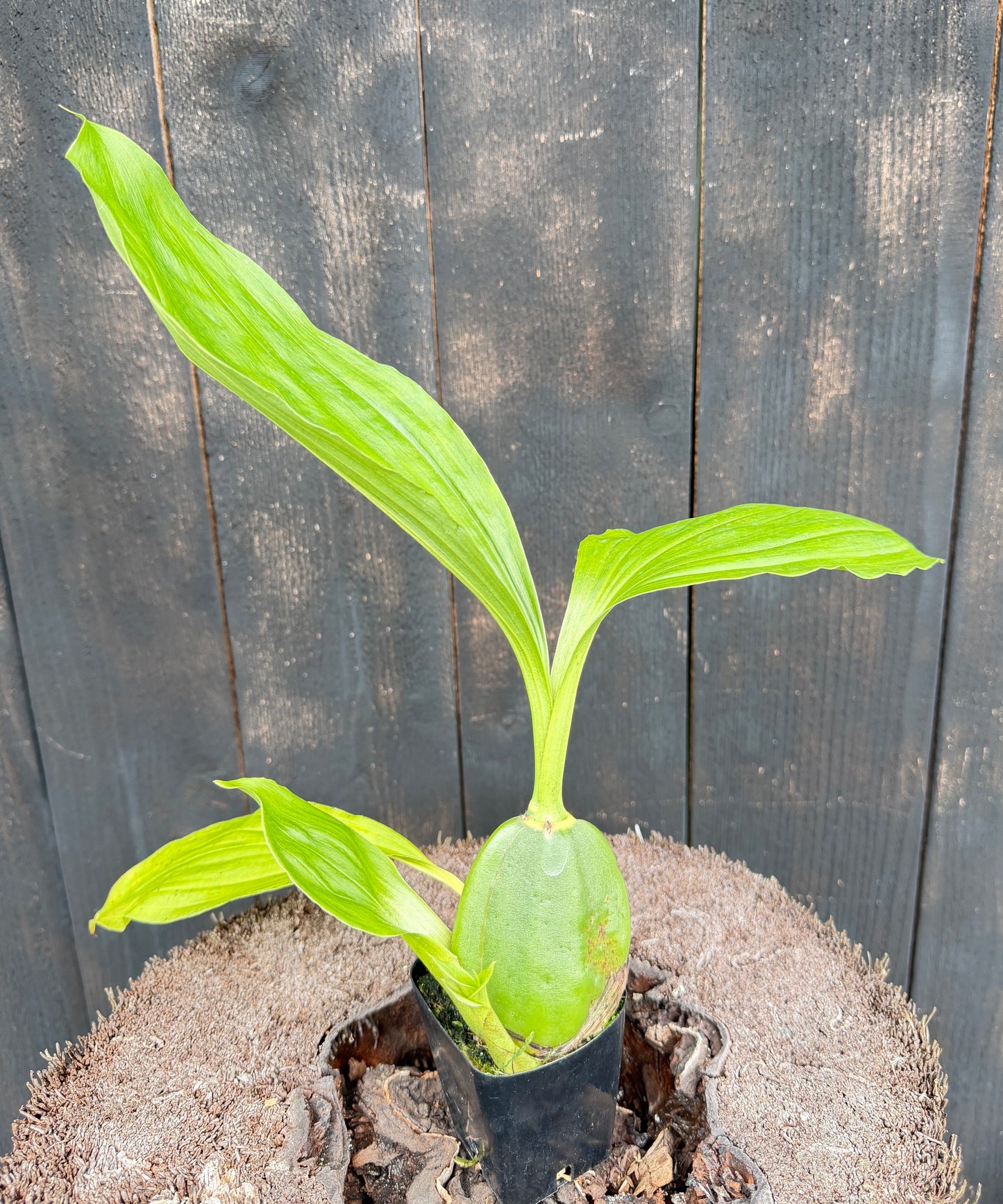Lys. Red Jewel 'Hilo Girl' 3" pot blooming size (no flower)