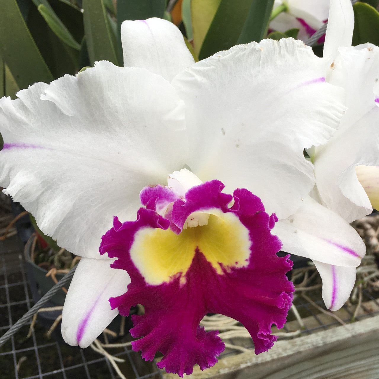 White and purple Cattleya flower potted orchid plant Hawaii