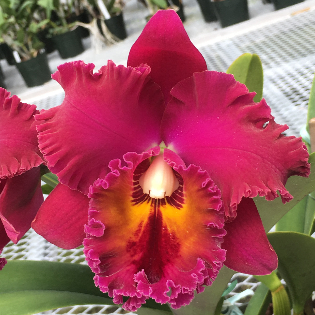 Red and yellow Cattleya flower potted orchid plant Hawaii