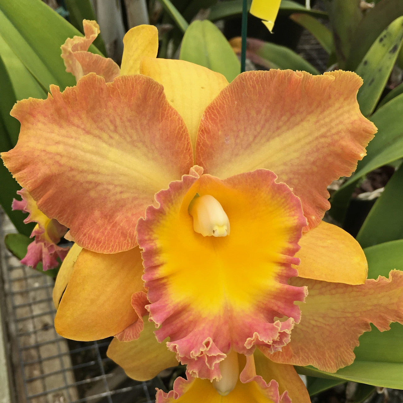Orange Cattleya flower potted orchid plant Hawaii
