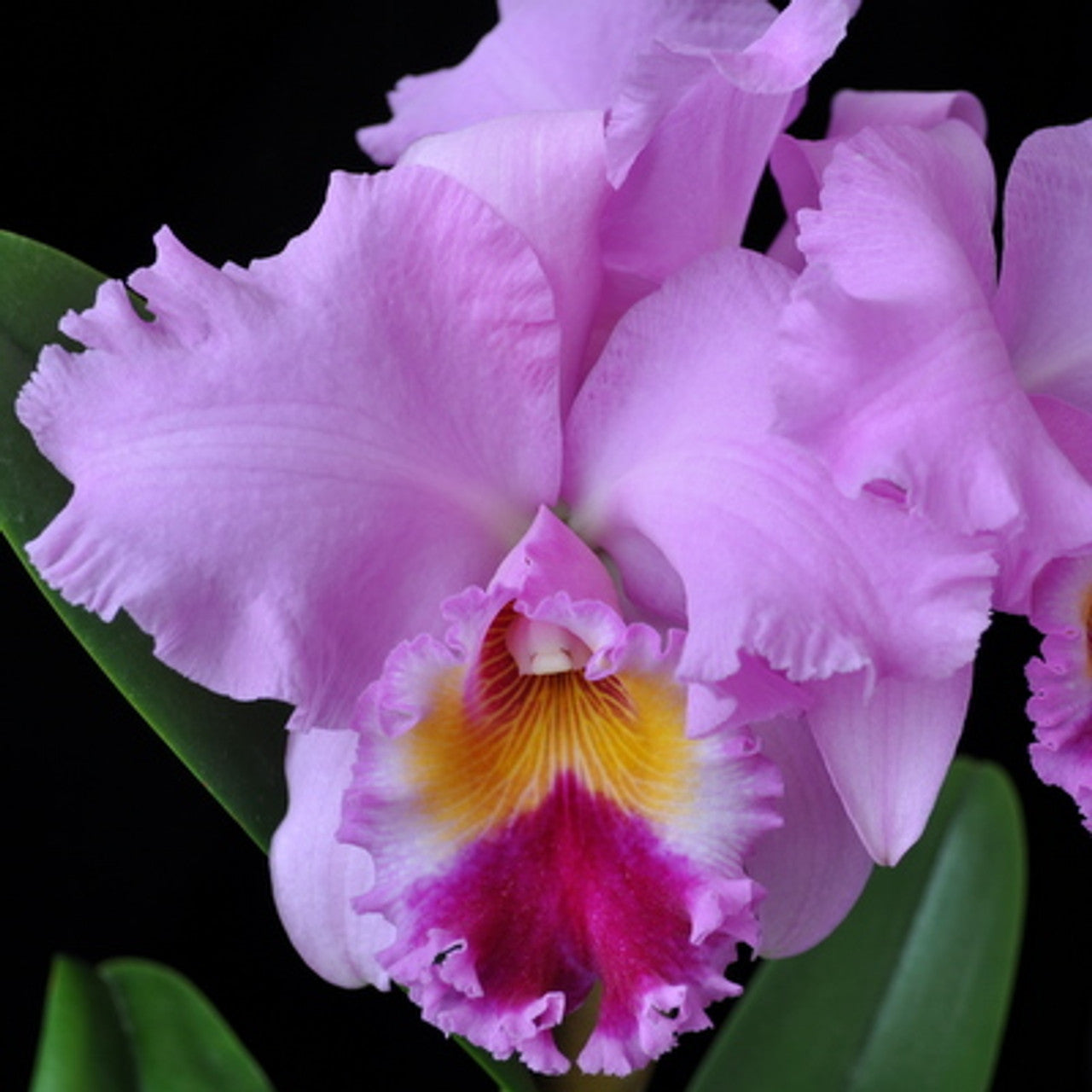 Pastel pink purple and yellow Cattleya flower potted orchid plant Hawaii
