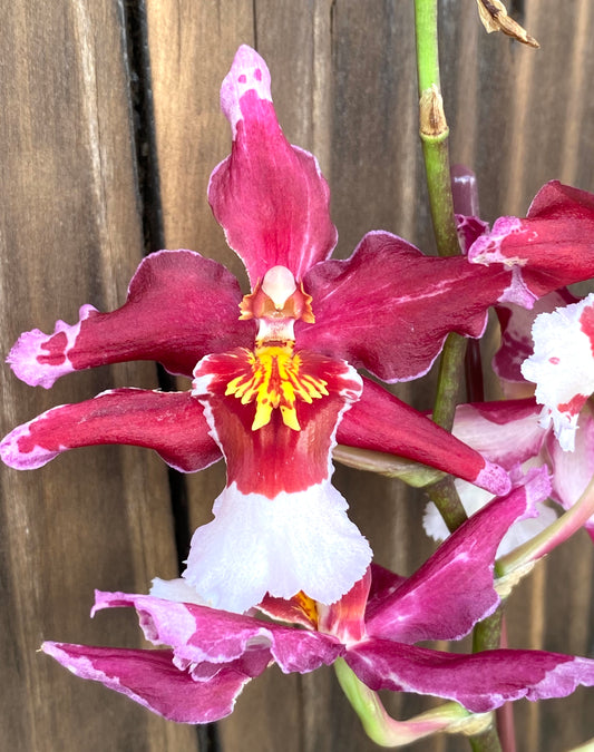 Onc. Martian Leather 'Berrylicious'