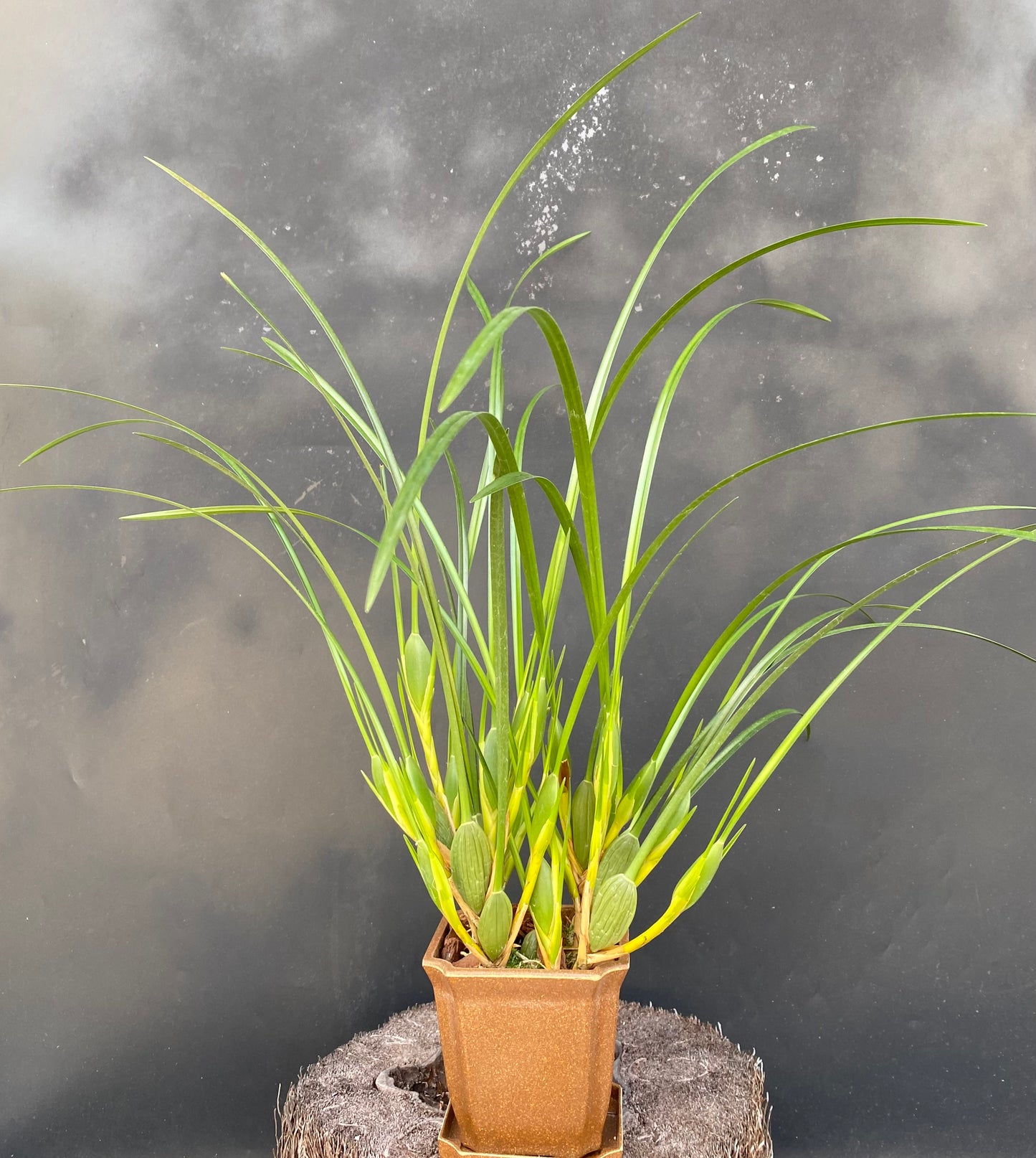 Maxillaria tenuifolia (Assorted Red)