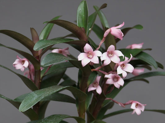 Maxillaria sclarariformis