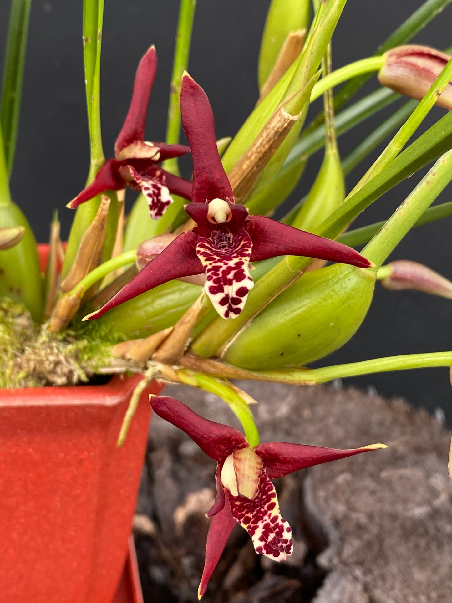 Maxillaria tenuifolia (Assorted Red)