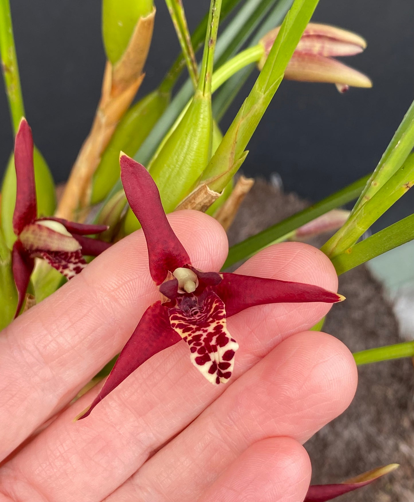 Maxillaria tenuifolia (Assorted Red)