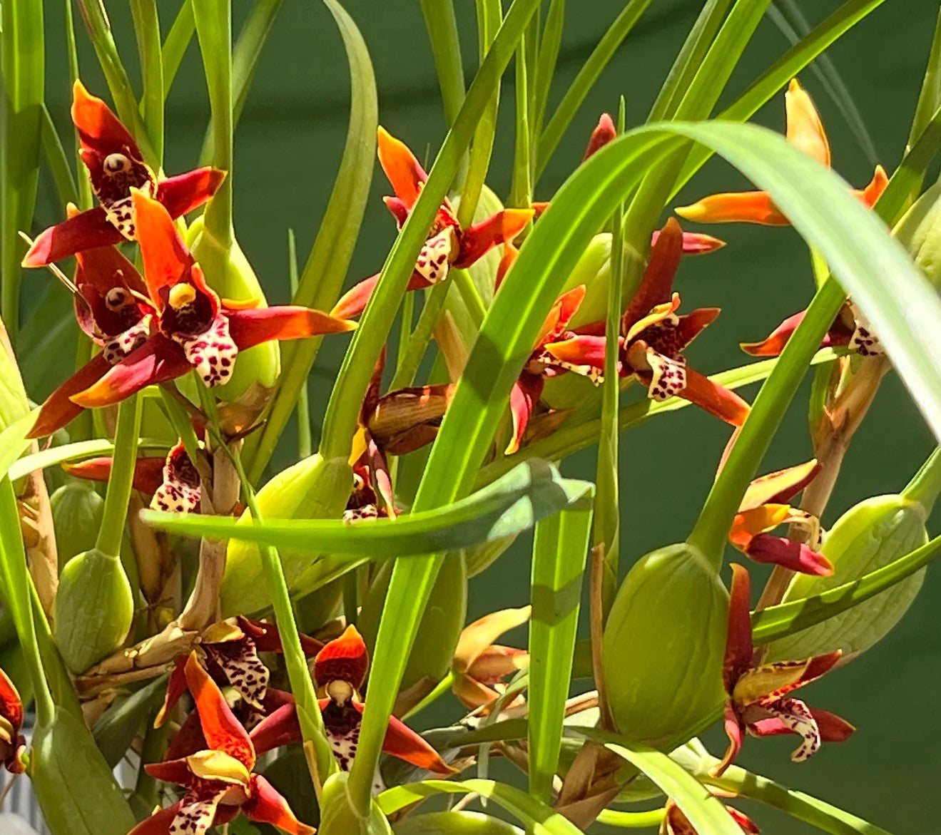 Maxillaria tenuifolia (Assorted Red)