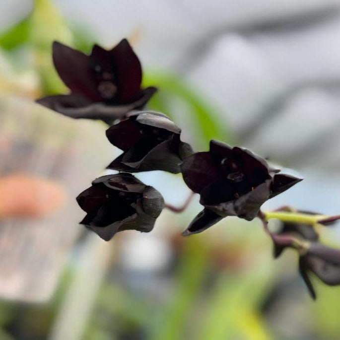 Fragrant Black Orchid Plant LIVE Monniera Millennium 2024 Magic ‘Witchcraft’ | Rare BLOOMING SIZE Indoor Gardening Houseplant Catasetum Flower