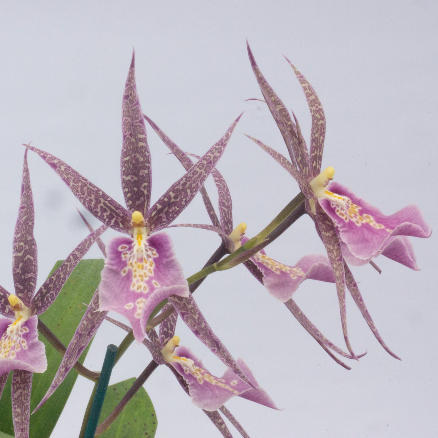 Purple Miltassia flower potted orchid plant Hawaii