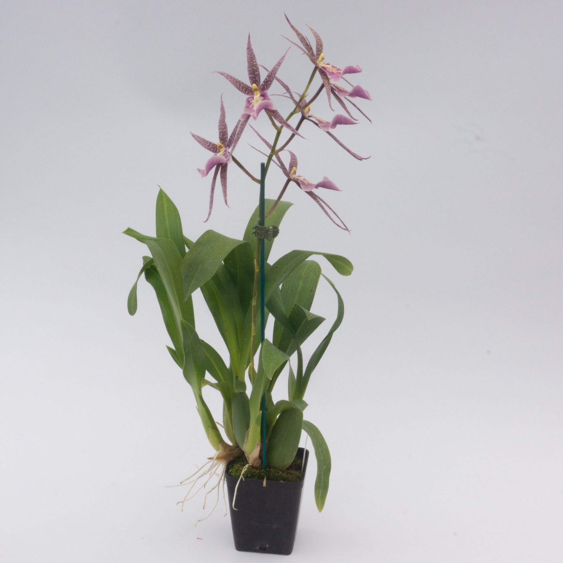 Purple Miltassia flower potted orchid plant Hawaii