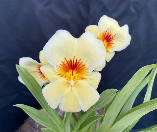 Milt. Hawaiian Punch 'Kalapana'