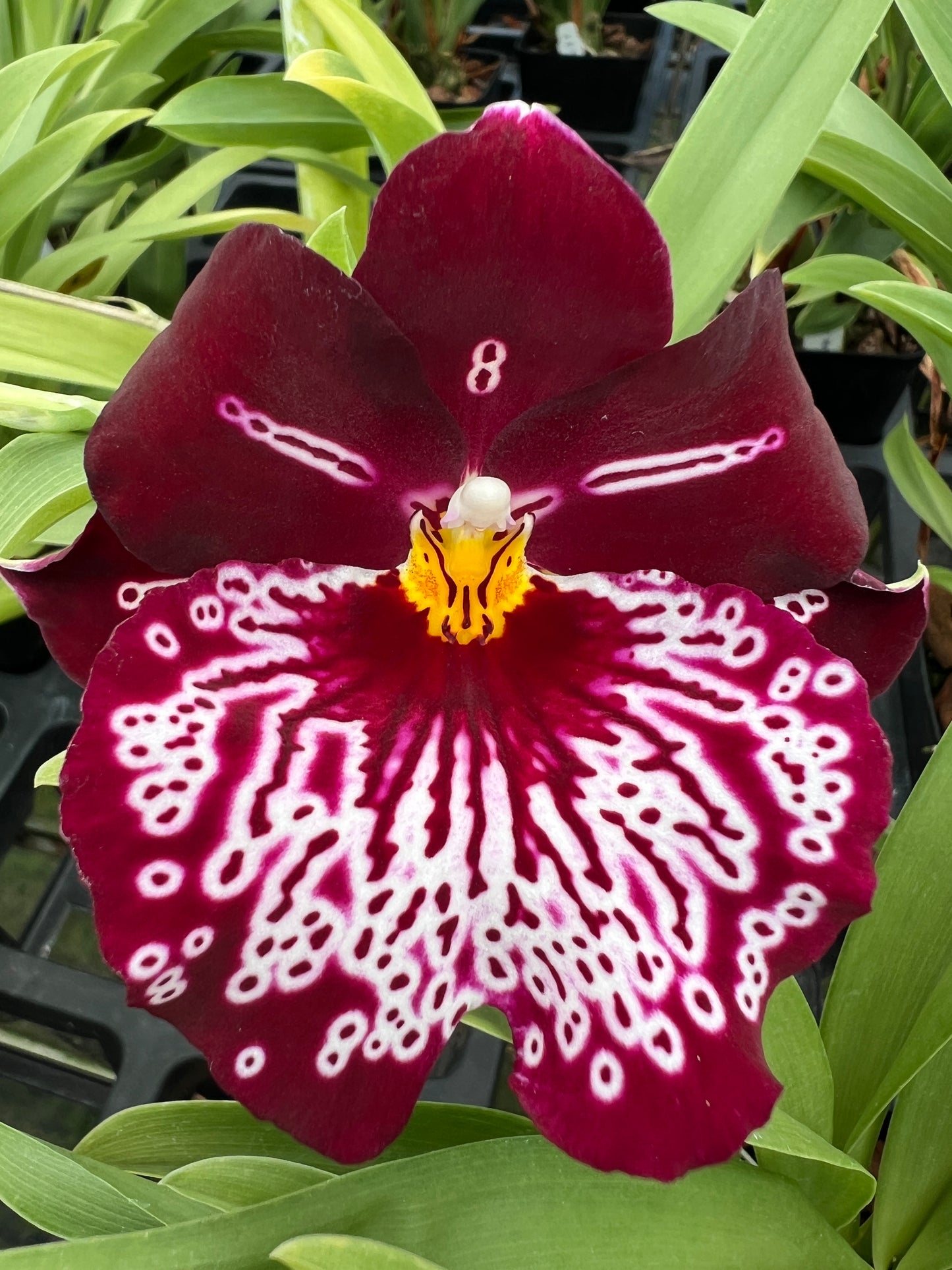 Miltoniopsis (Mps.) Lennart Karl Gottling 'Hula Skirt' AM/AOS