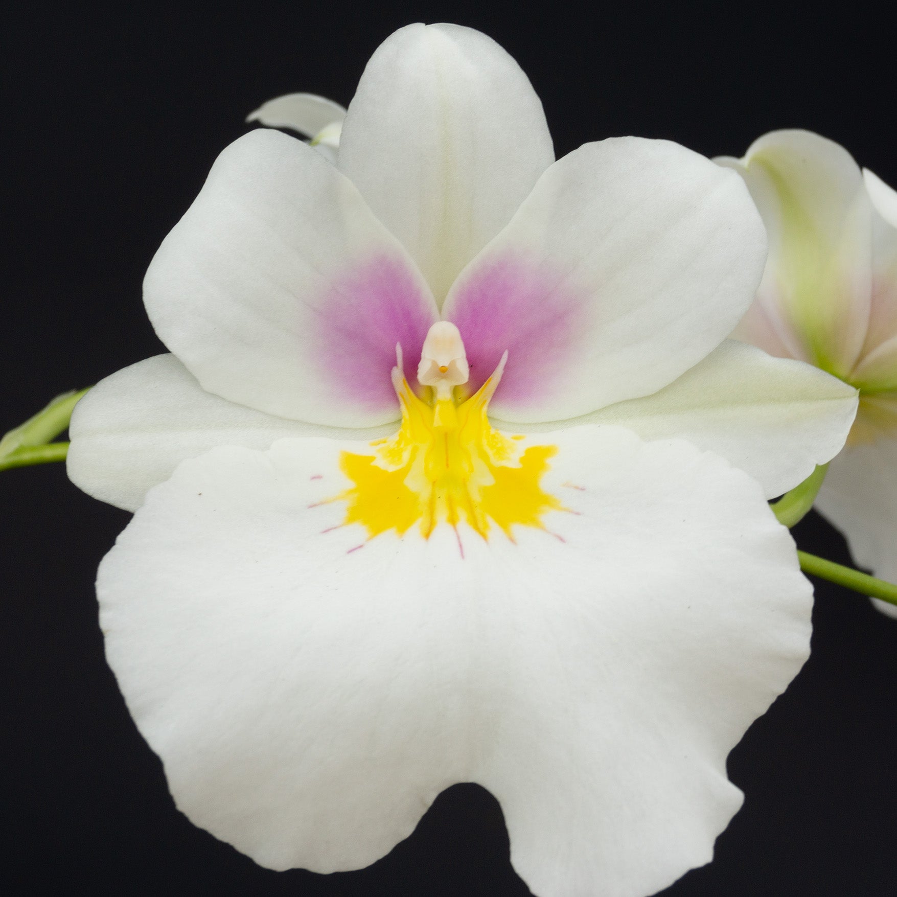 Kalapana Orchid Farm