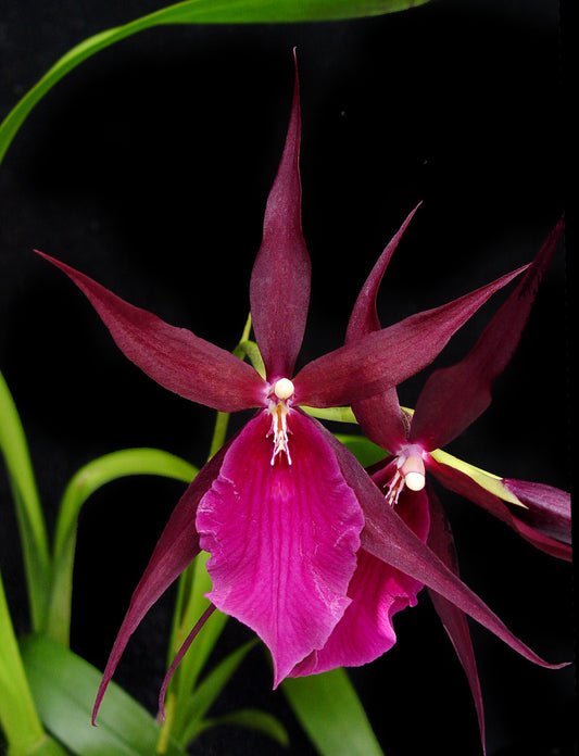Miltassia Royal Robe