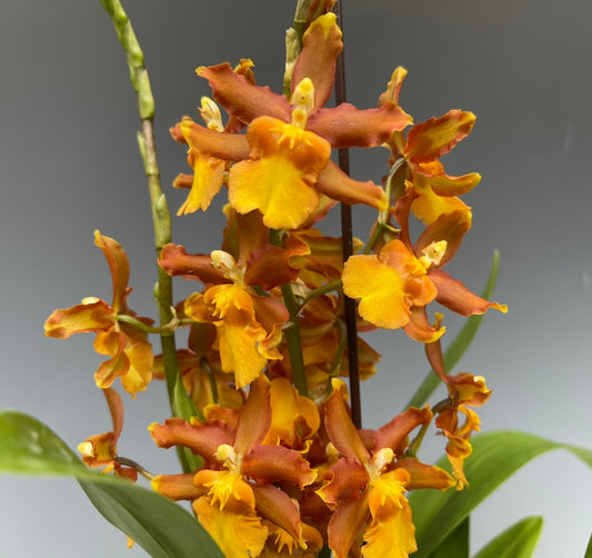 Summer Special! Catatantes Sunny Kalapana and Sun King. Eco pots and Shipping included.