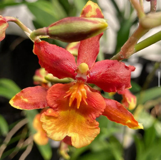 Cattleya velutina