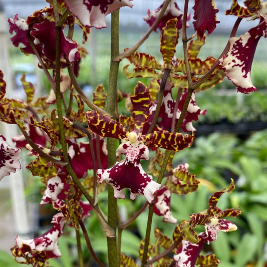 Red white and yellow Odontocidium flower potted orchid plant Hawaii