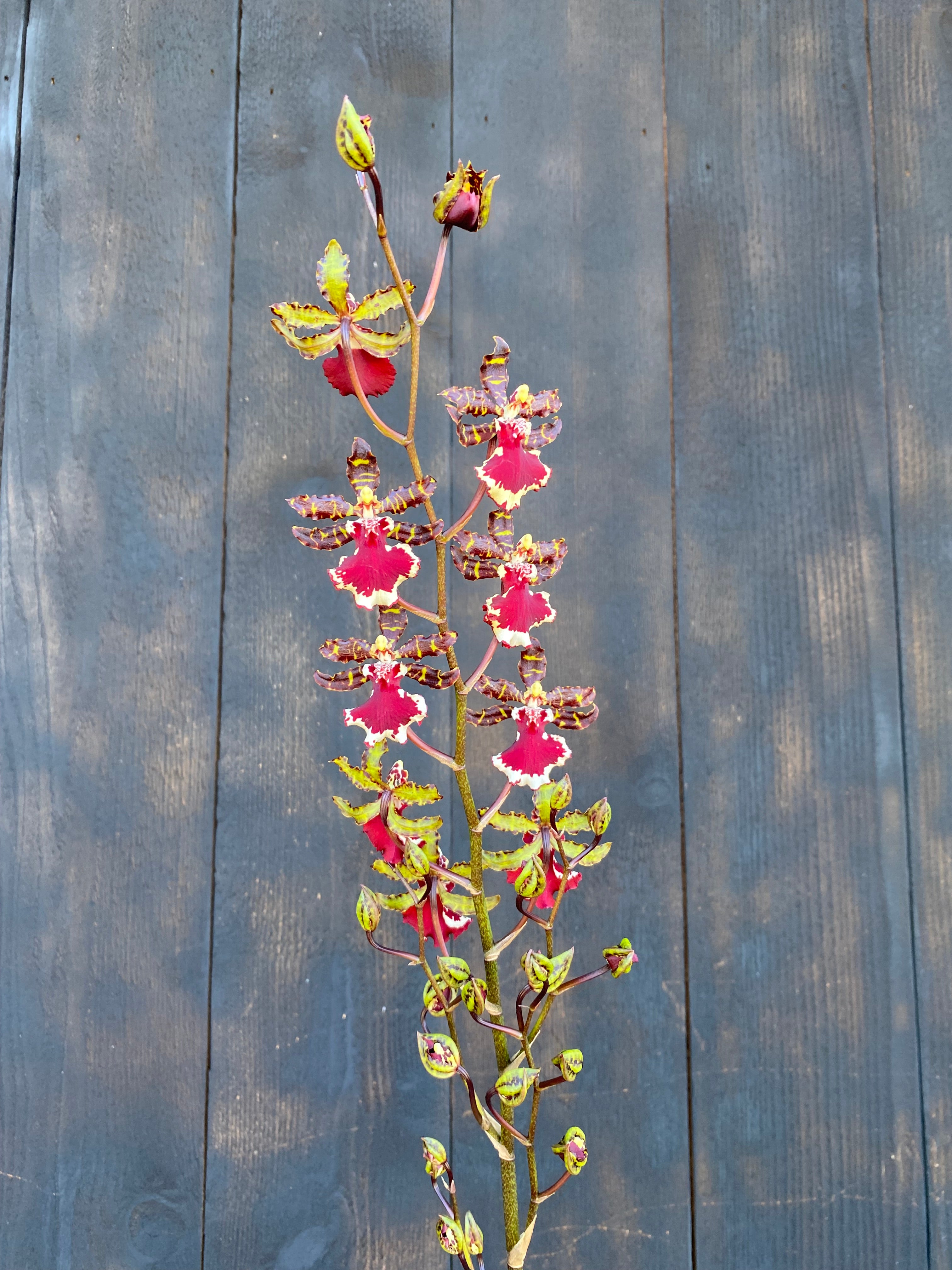 Odcdm. Everglades Elegance 'Nancy Lee' HCC/AOS – Kalapana Orchid Farm