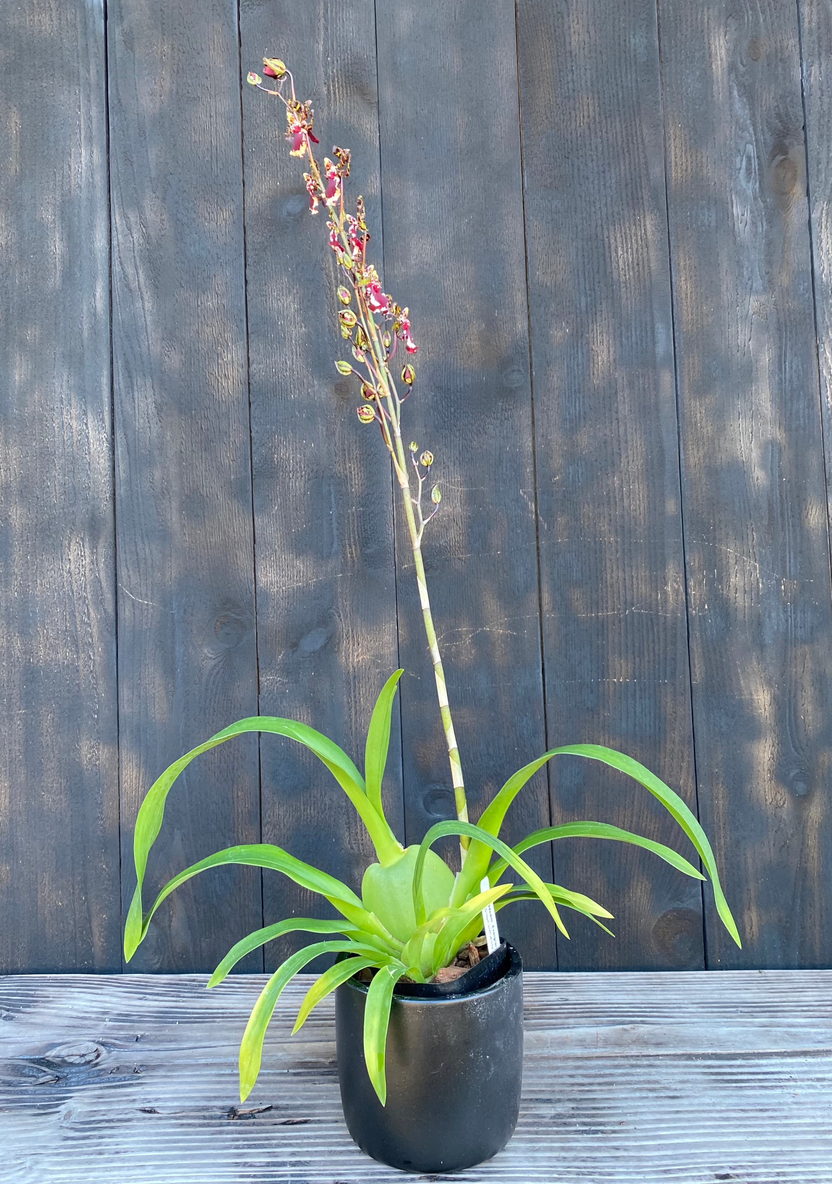 Odcdm. Everglades Elegance 'Nancy Lee' HCC/AOS – Kalapana Orchid Farm