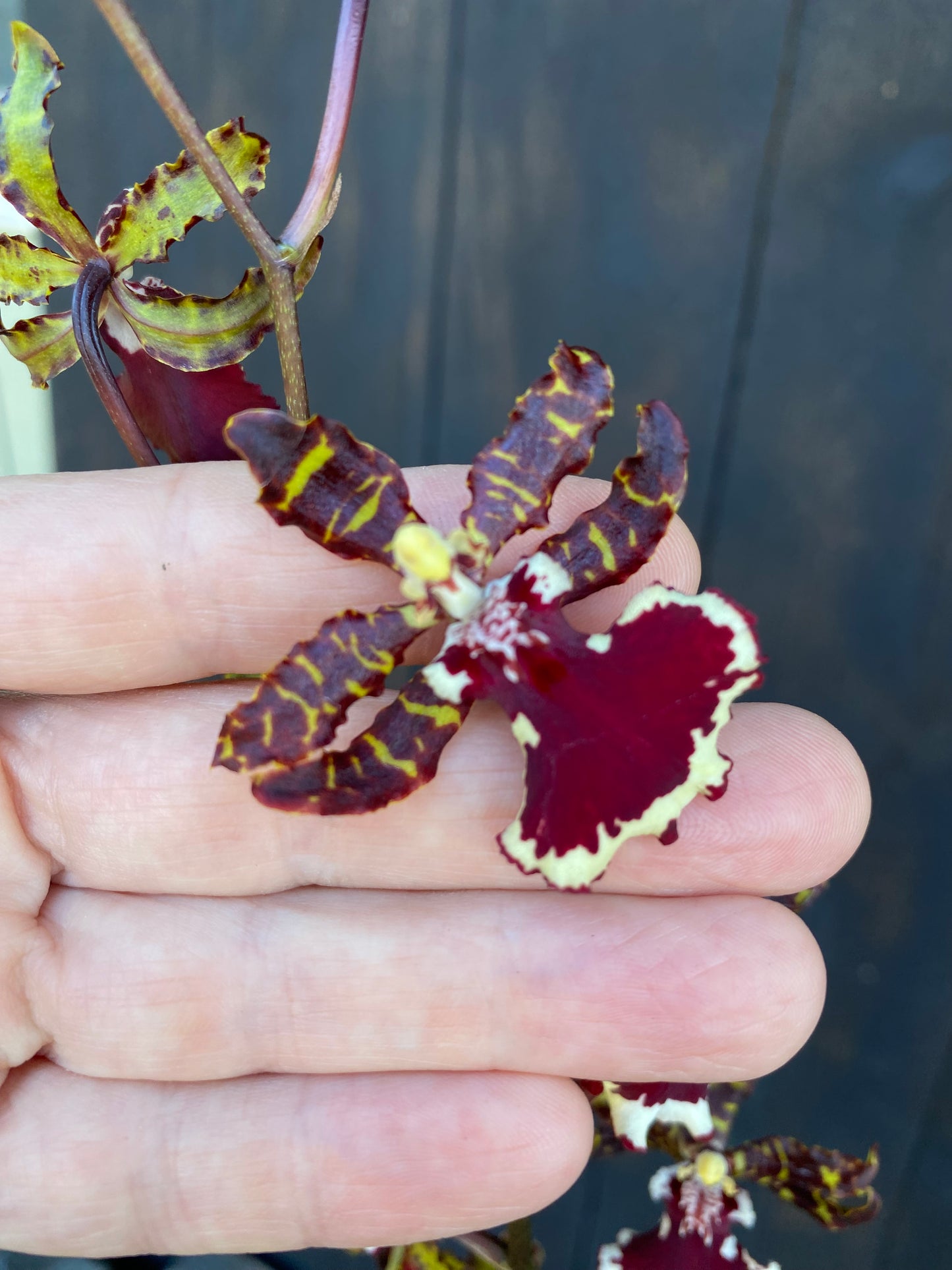 Odcdm. Everglades Elegance 'Nancy Lee' HCC/AOS