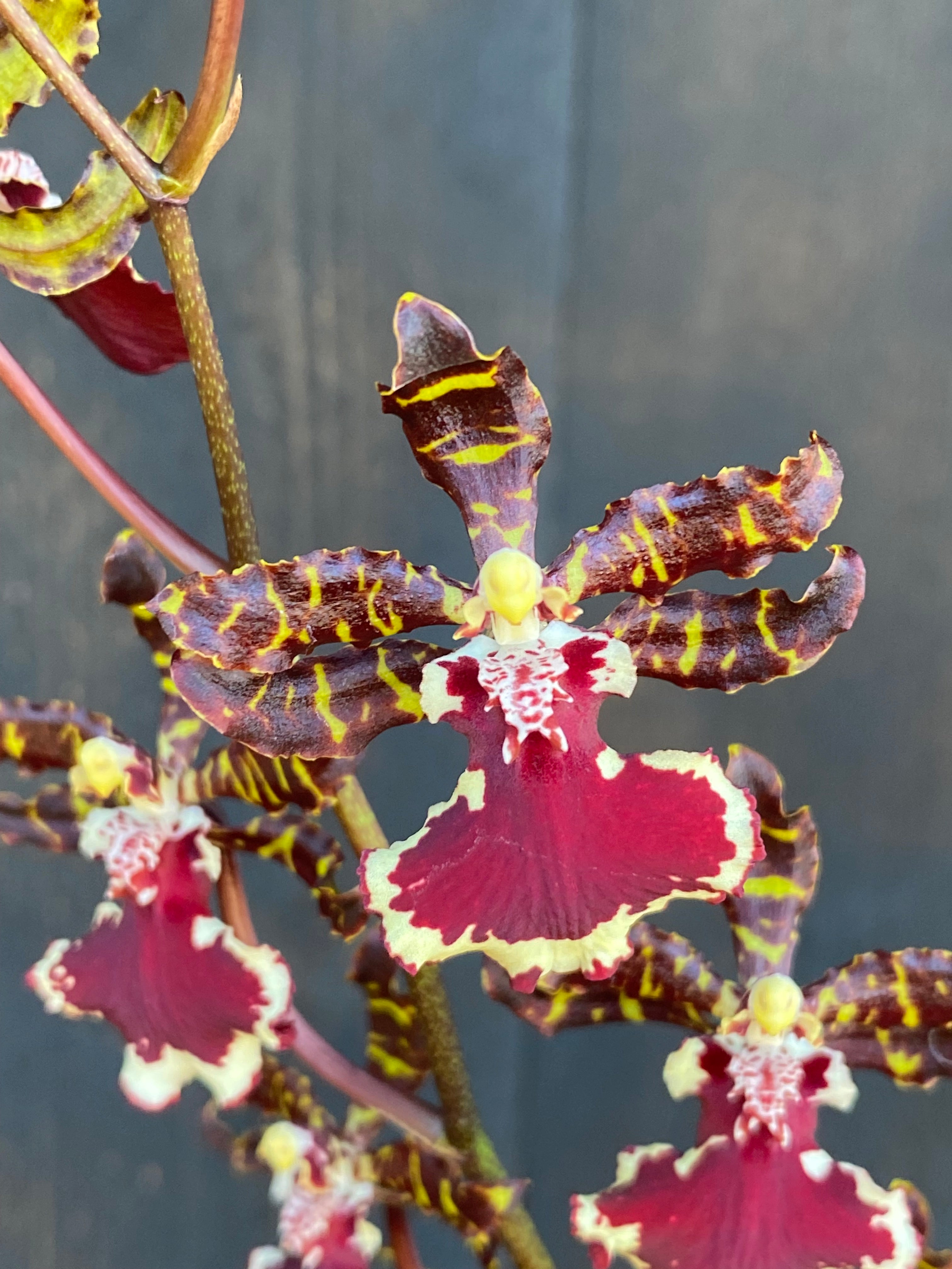 Odcdm. Everglades Elegance 'Nancy Lee' HCC/AOS – Kalapana Orchid Farm