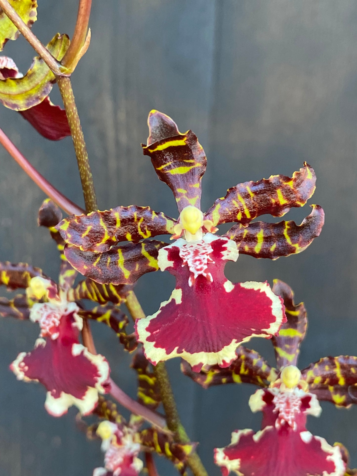 Odcdm. Everglades Elegance 'Nancy Lee' HCC/AOS