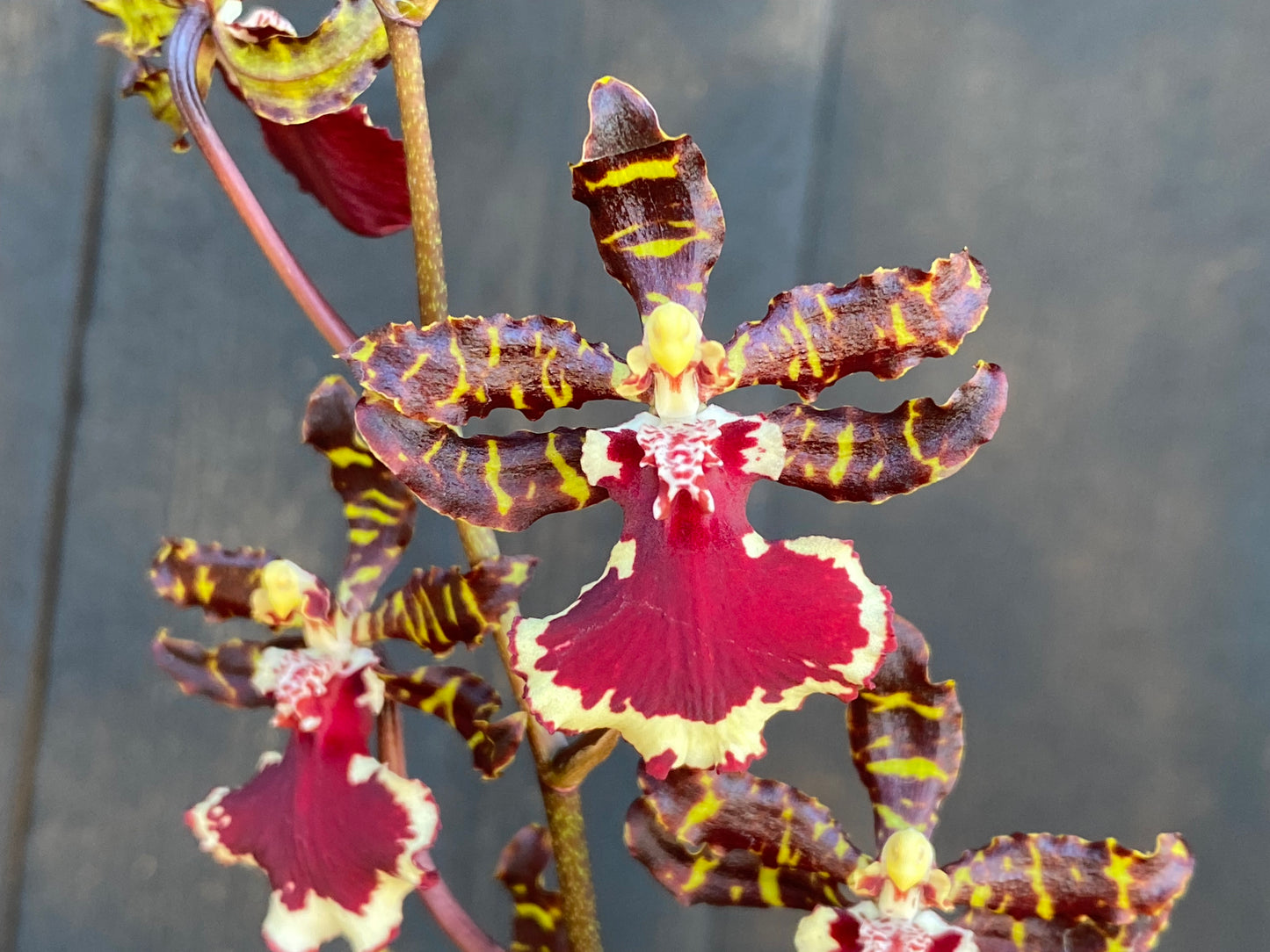 Odcdm. Everglades Elegance 'Nancy Lee' HCC/AOS