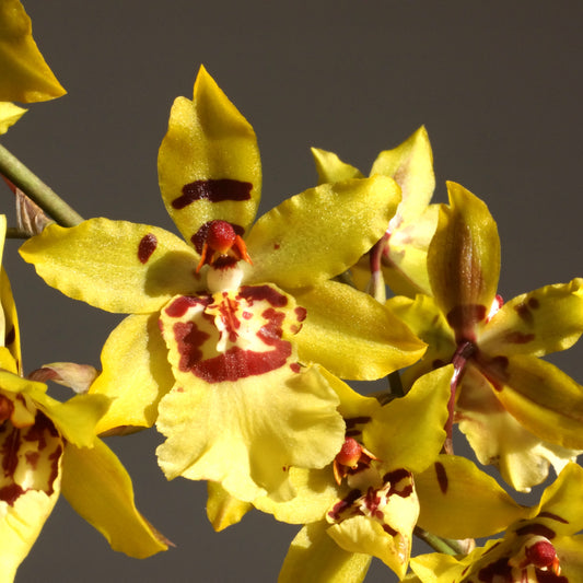 Odontocidium Wildcat 'Yellow'