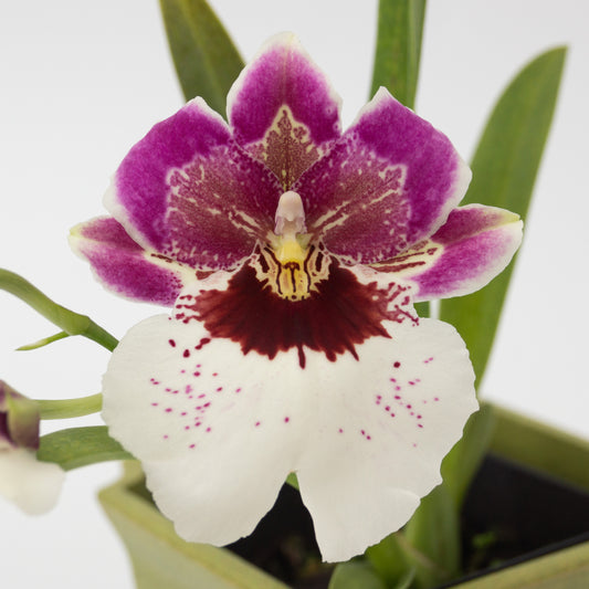 Purple and white Odontonia flower potted orchid plant Hawaii