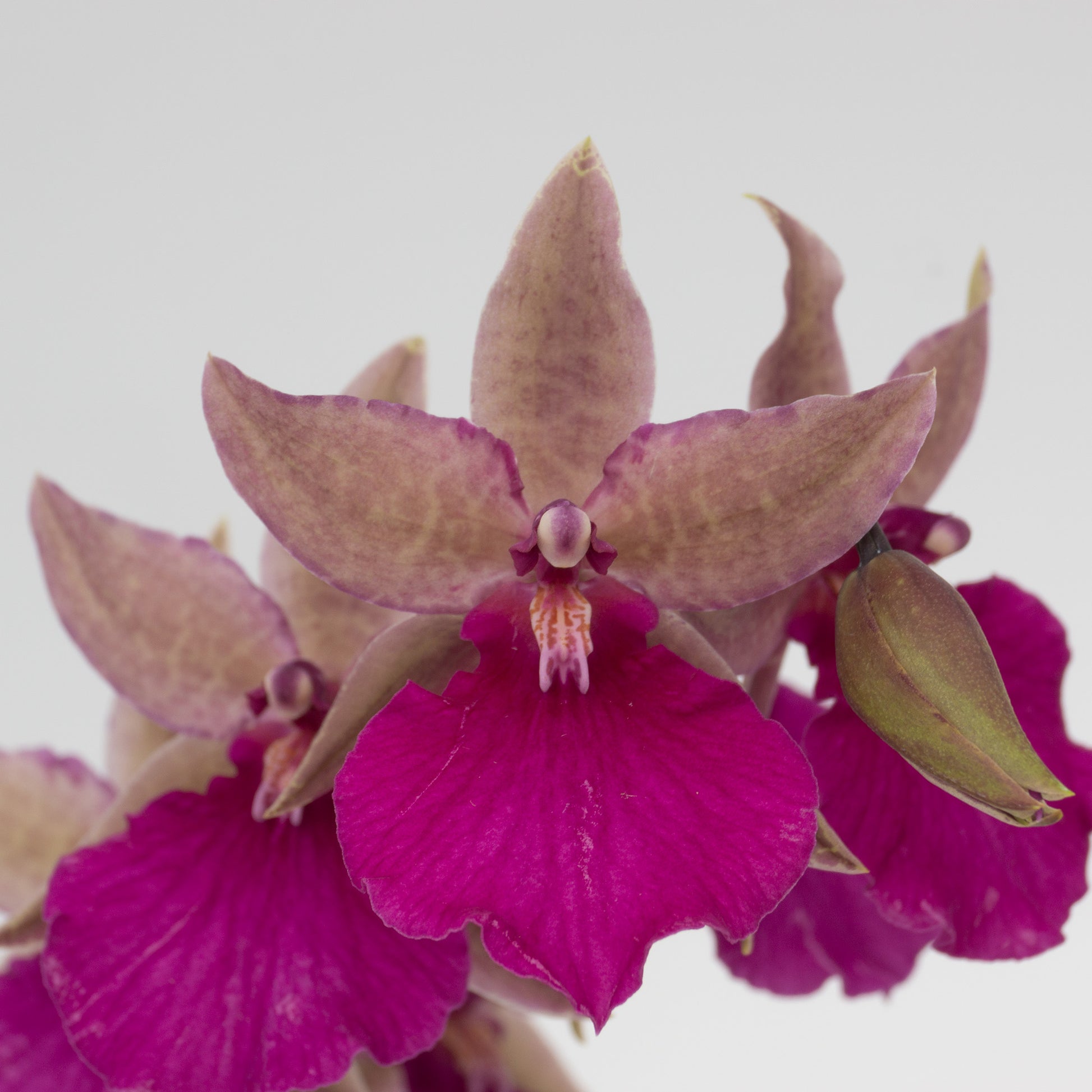 Purple Odontonia flower closeup potted orchid plant Hawaii