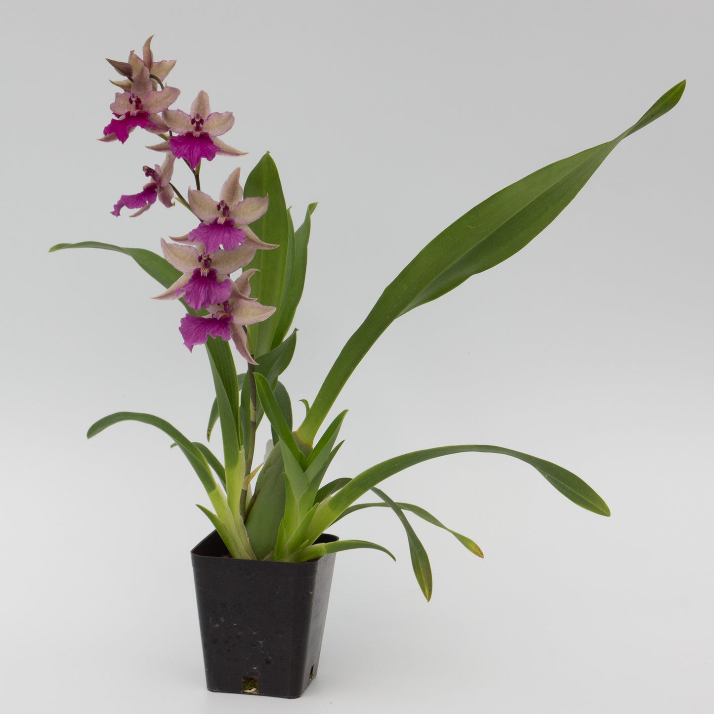 Purple Odontonia flower potted orchid plant Hawaii