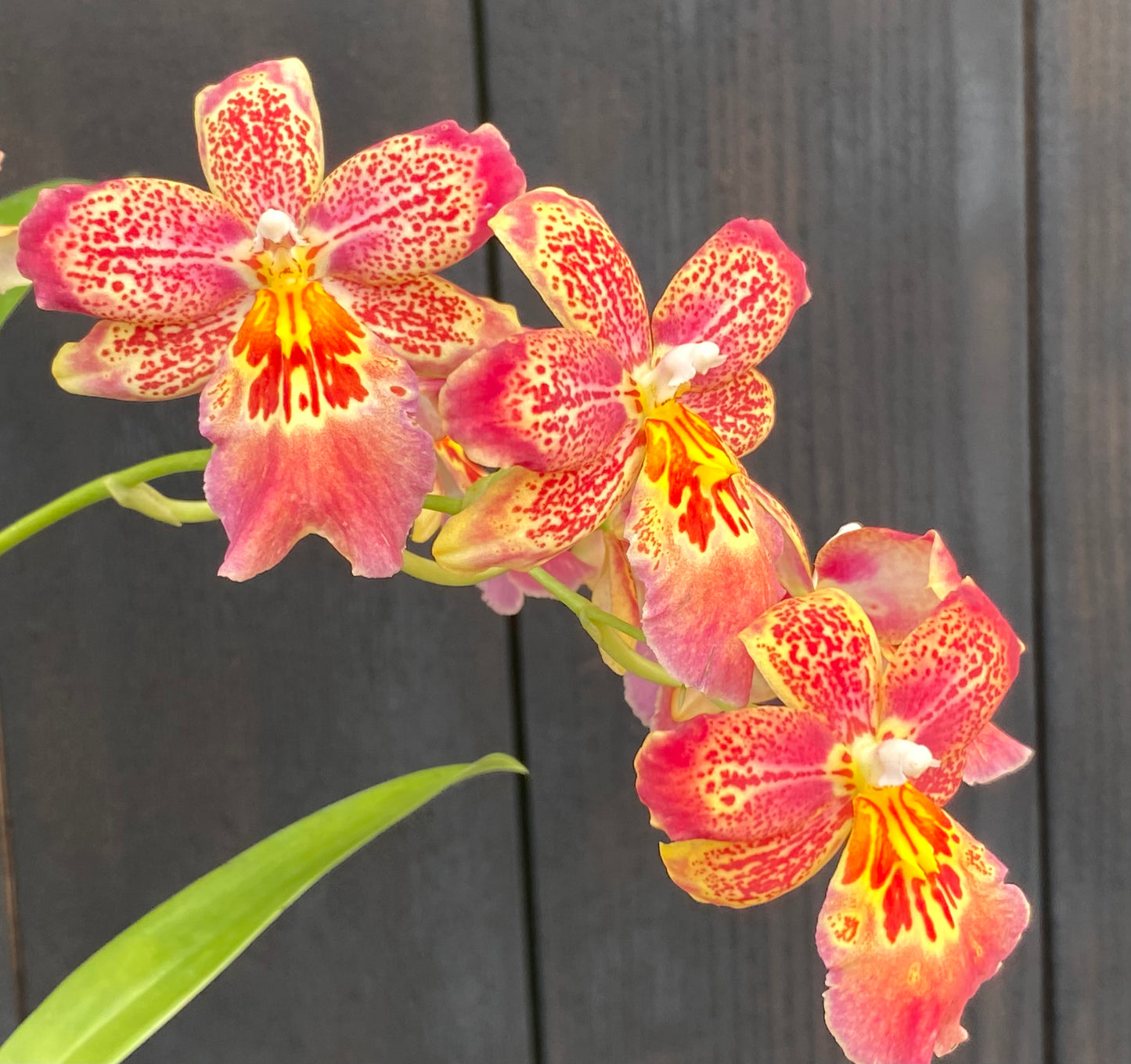 Oip. Celtic Sun x Burgundian ‘Bizarro’