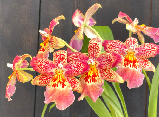 Oip. Celtic Sun x Burgundian ‘Bizarro’