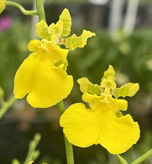 Oncidium Gower Ramsey (Yellow)