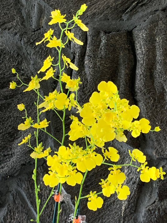 Oncidium Gower Ramsey (yellow) - TIGHT SPIKE!