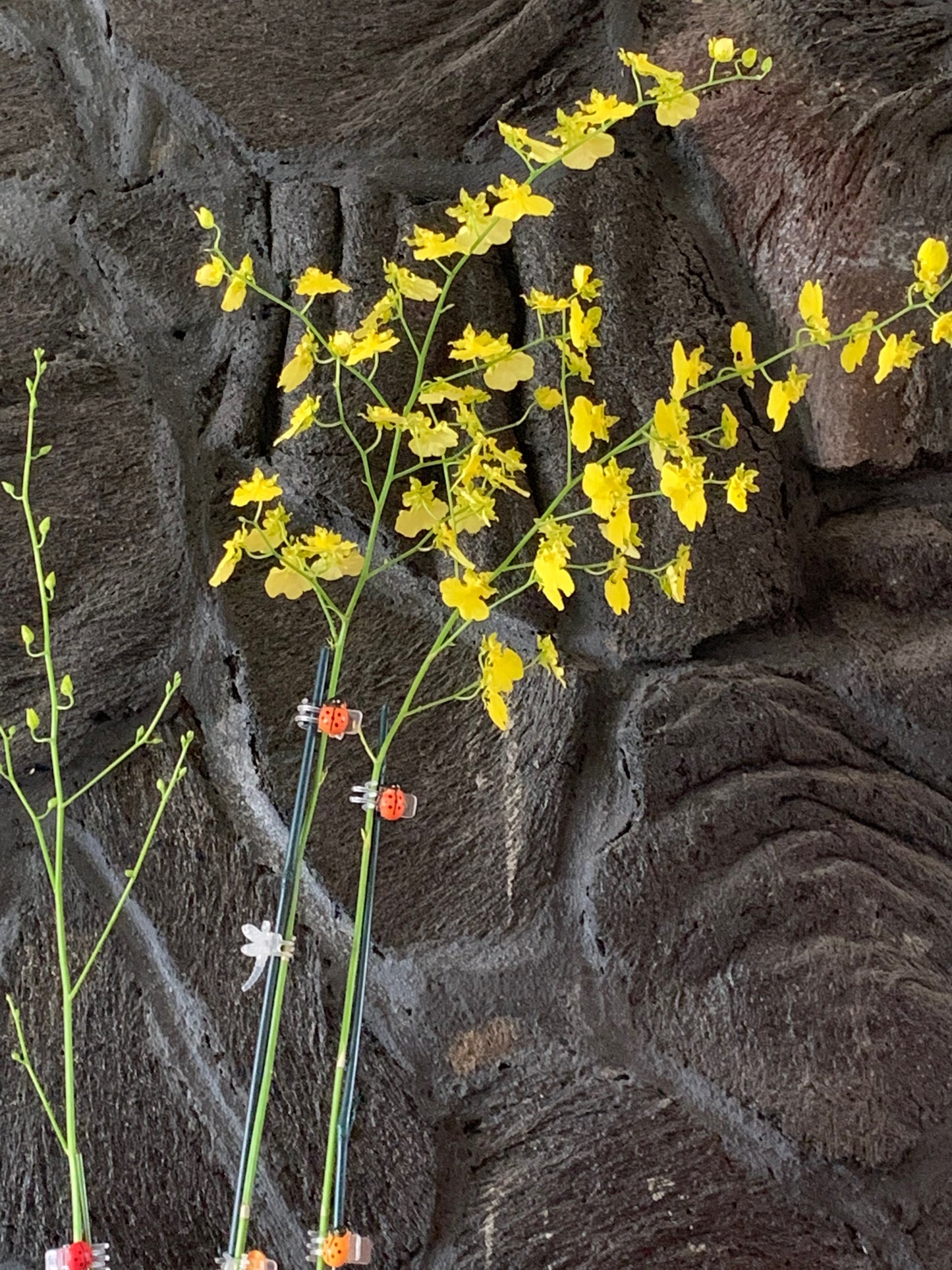 Oncidium Gower Ramsey (yellow)