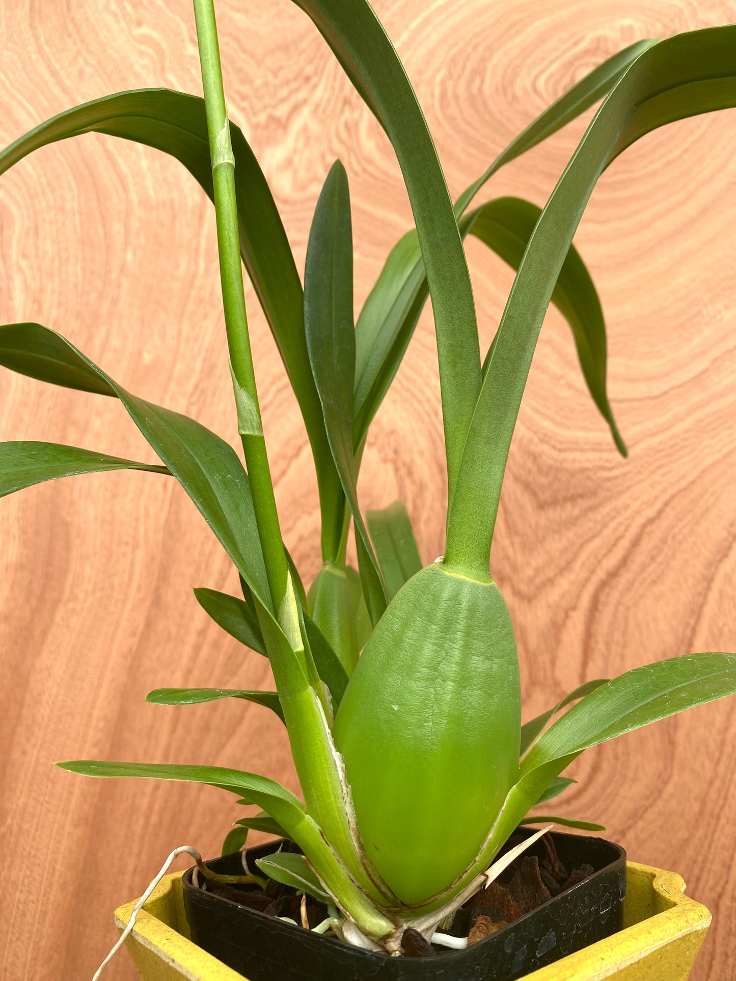 Oncidium Gower Ramsey (Yellow)