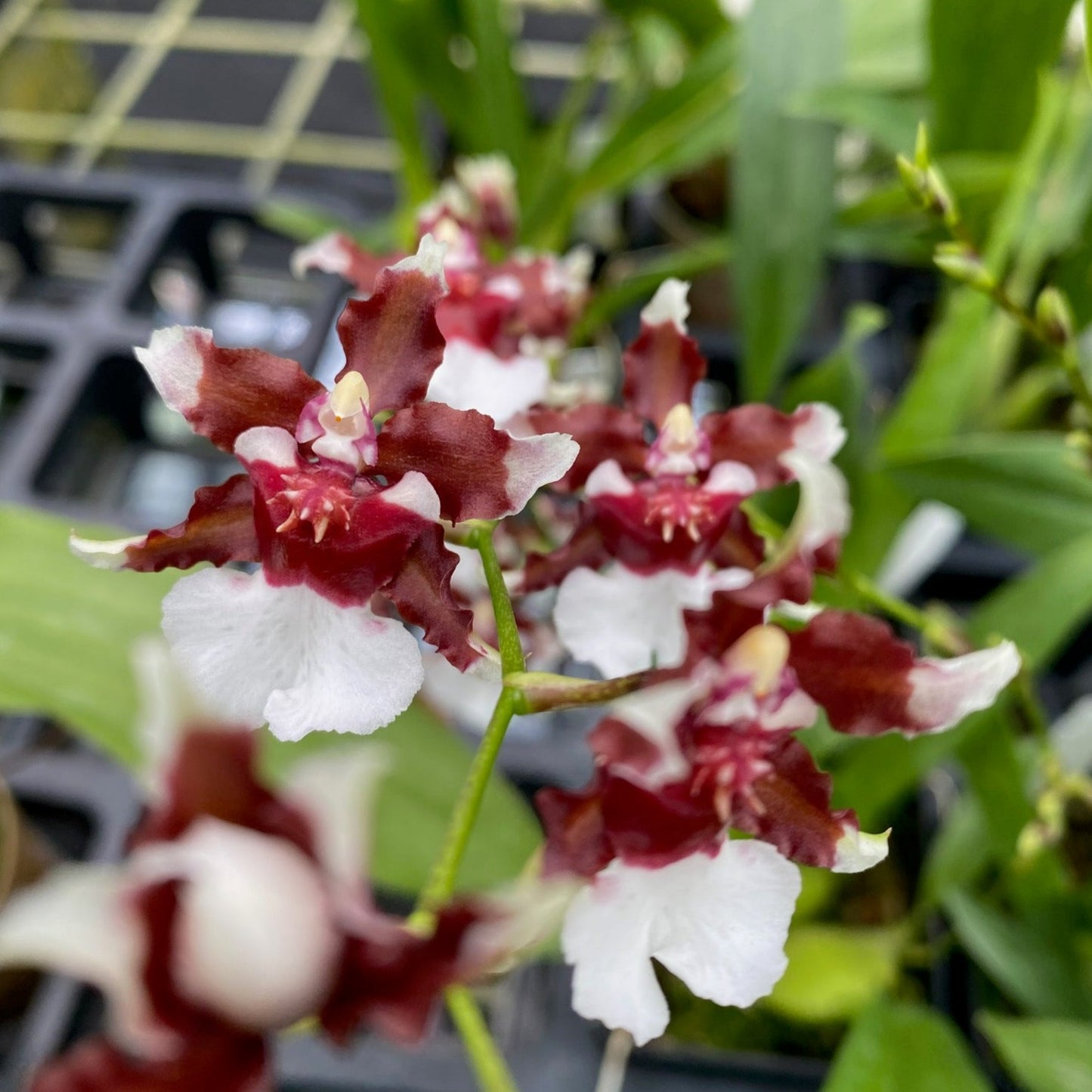 February Orchid of the Month- Onc. Heaven Scent 'Redolence'