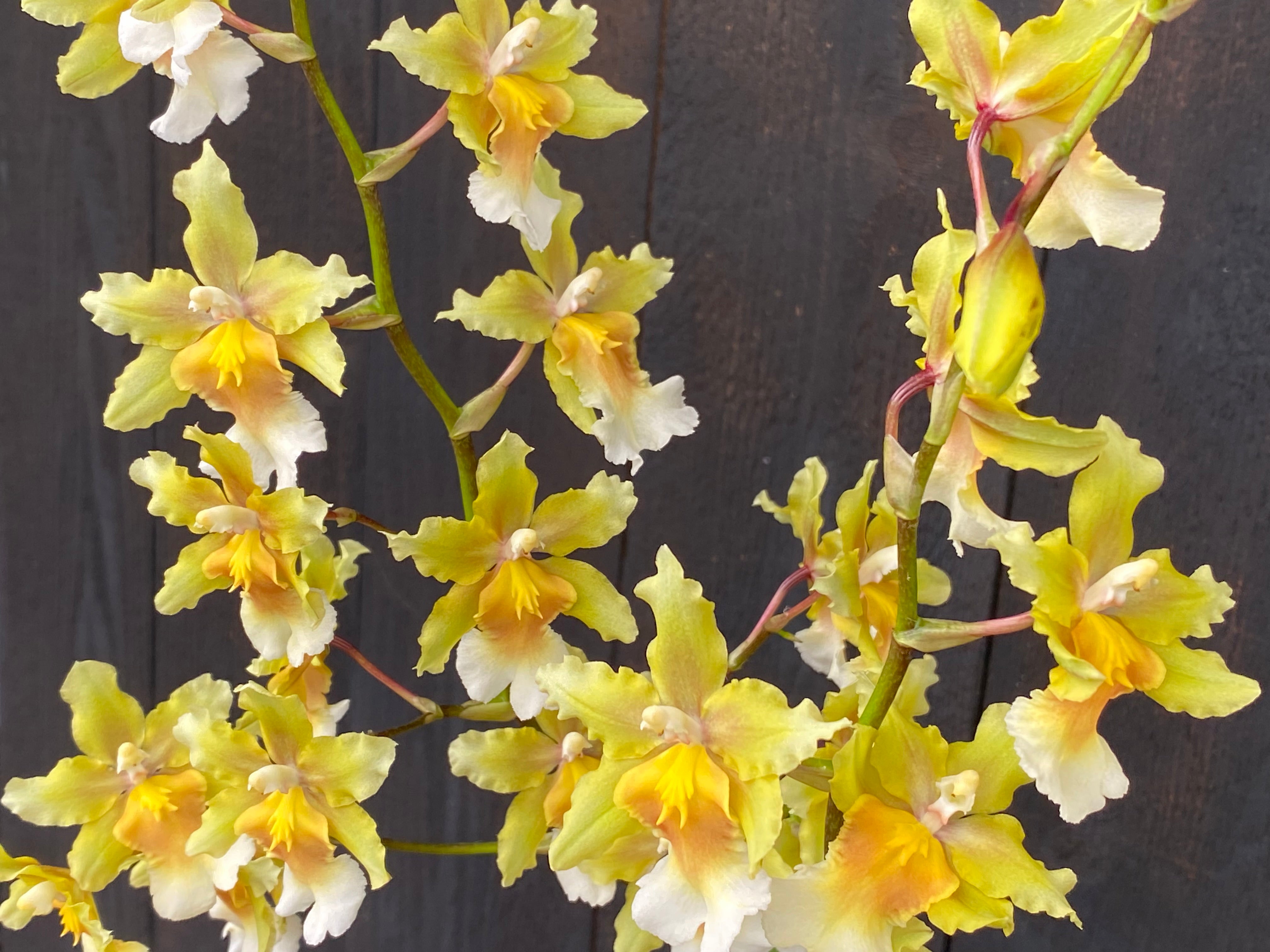 Oncostele Hot Cats – Kalapana Orchid Farm