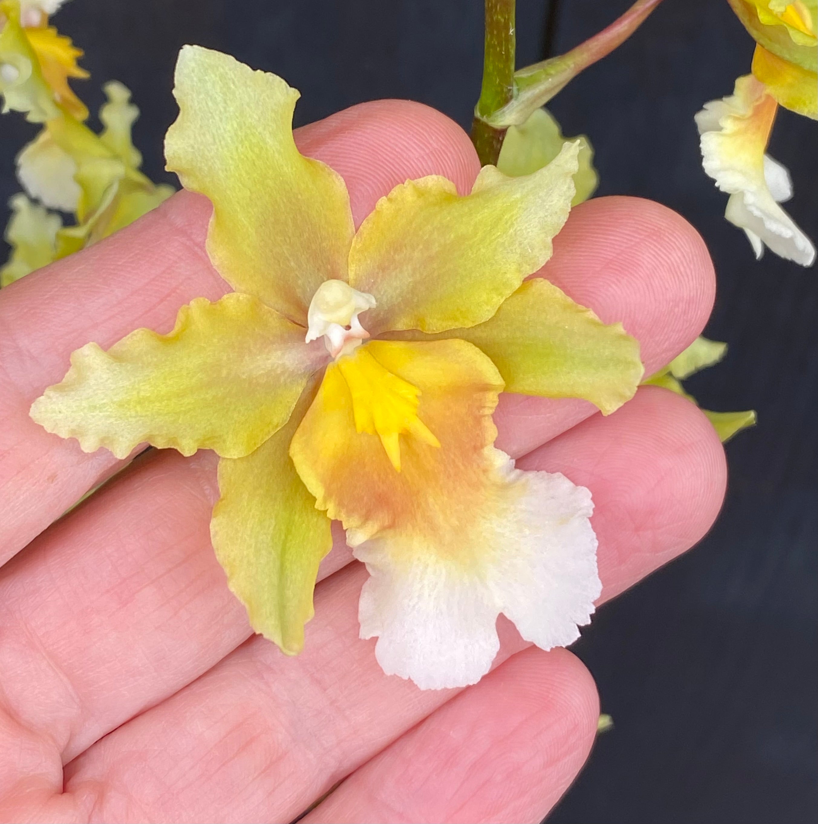 Oncostele Hot Cats – Kalapana Orchid Farm