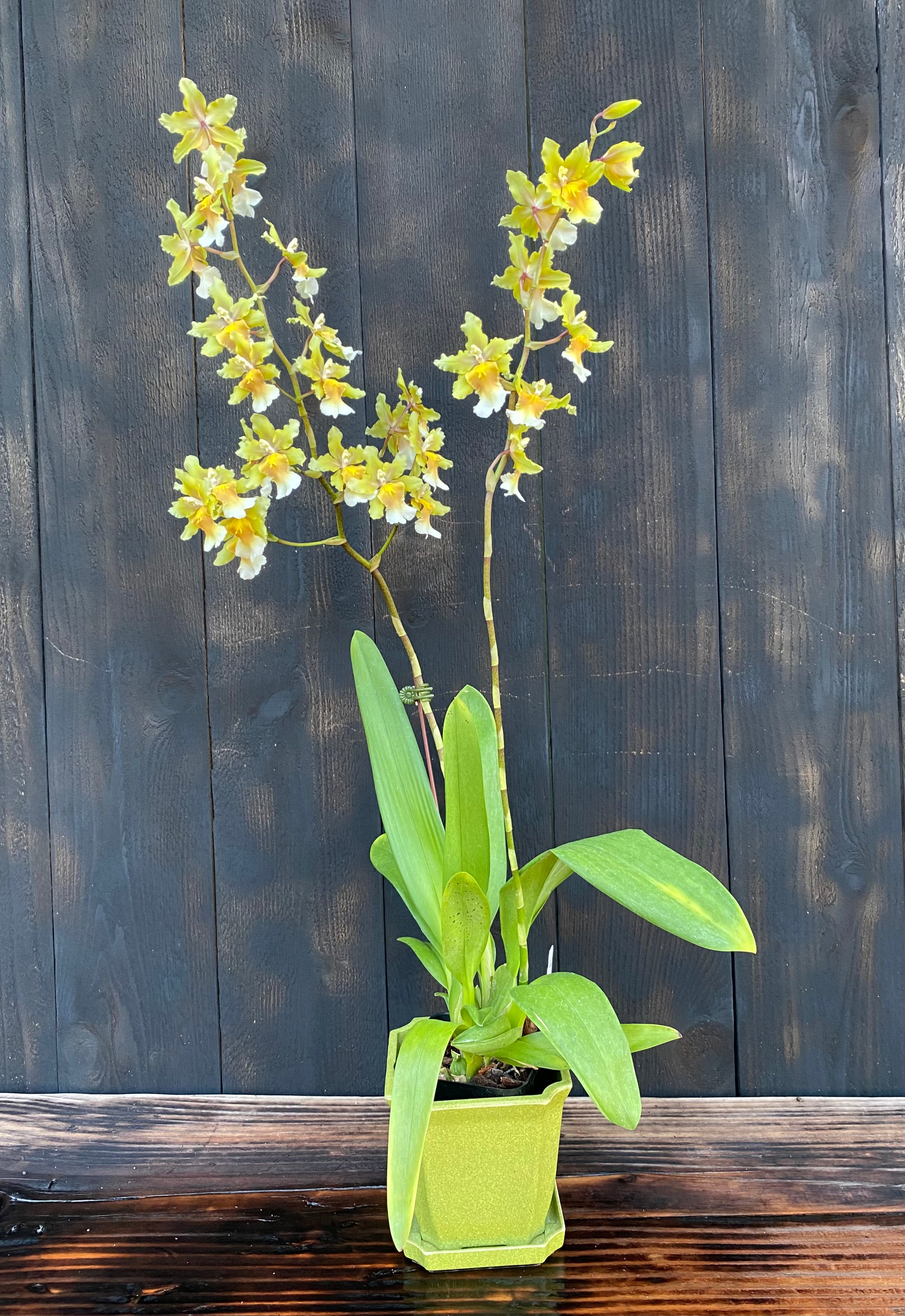 Oncostele Hot Cats – Kalapana Orchid Farm