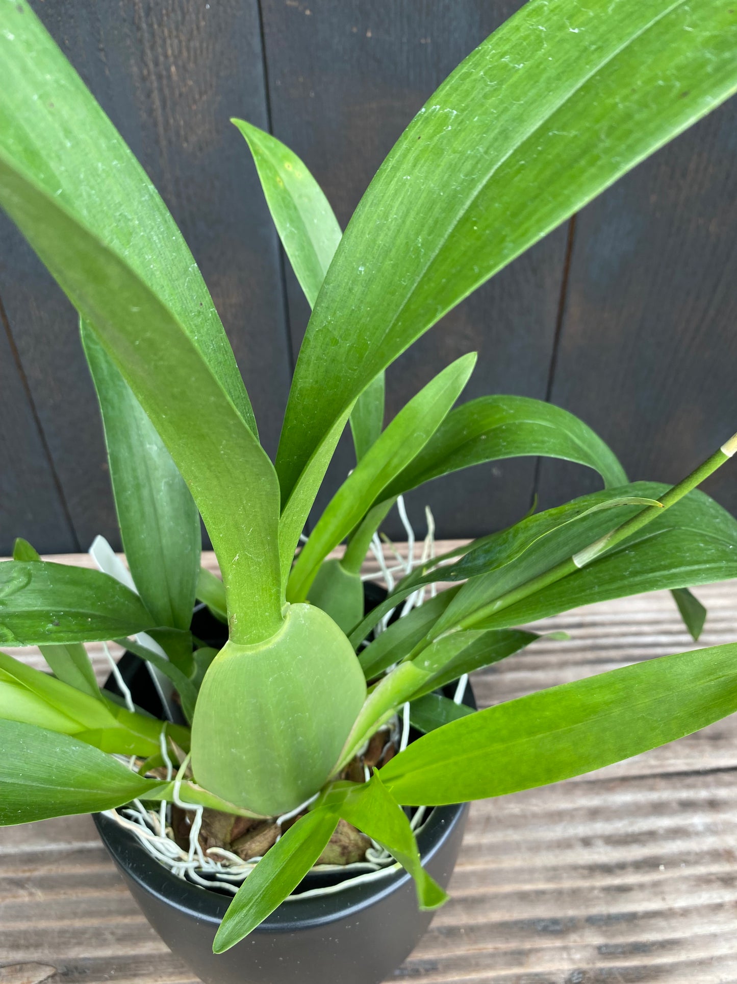 Oncidium Sharry Baby 'Sweet Fragrance' AM/AOS