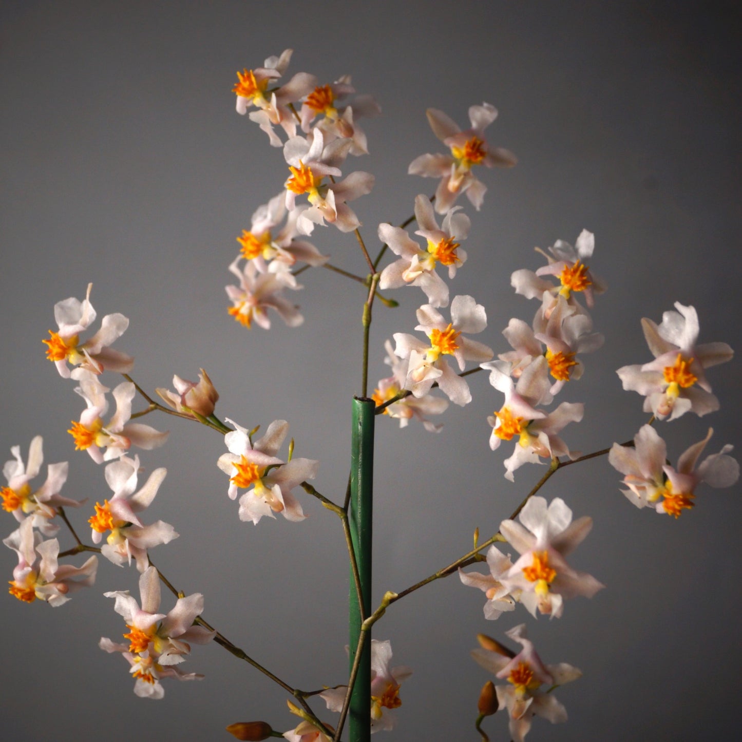 Onc. Tsiku Marguerite -Multi spike