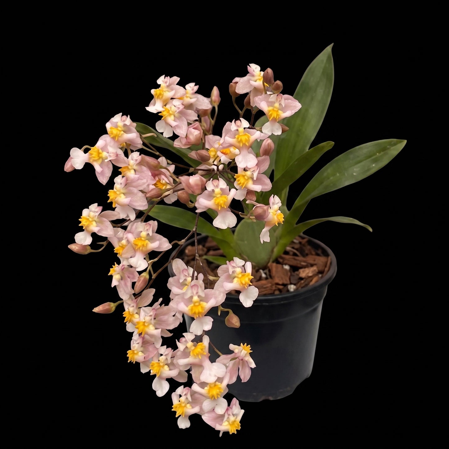 Onc. Twinkle misaki