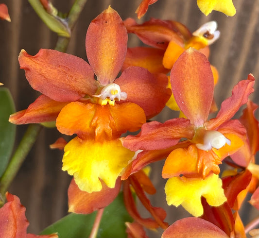 Ons. Volcano Midnight 'Volcano Queen'