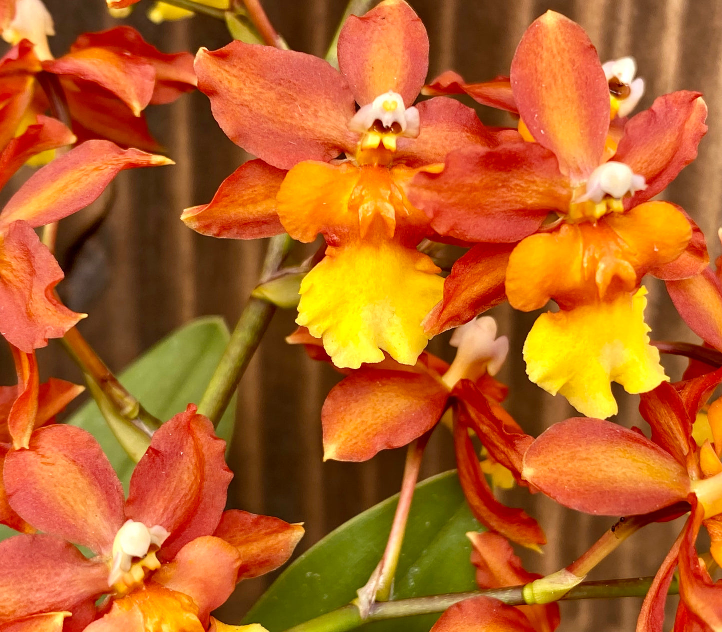 Ons. Volcano Midnight 'Volcano Queen'